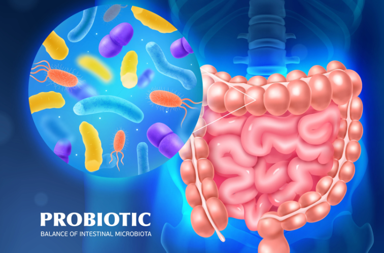 Anti-Aging Probiotic Platform for Biotechnology & Healthcare Technology sourcing from Coalescen Lab